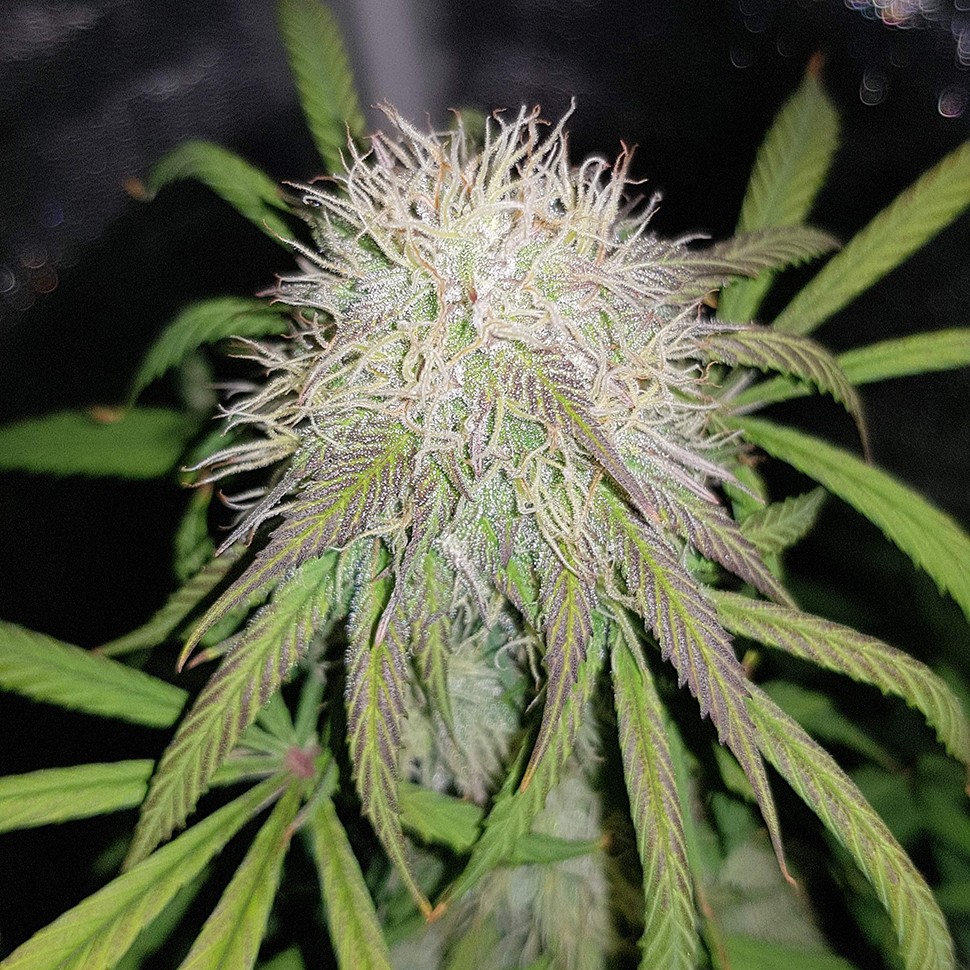 Семена ганжа  Auto Blue Amnesia feminised Ganja Seeds
