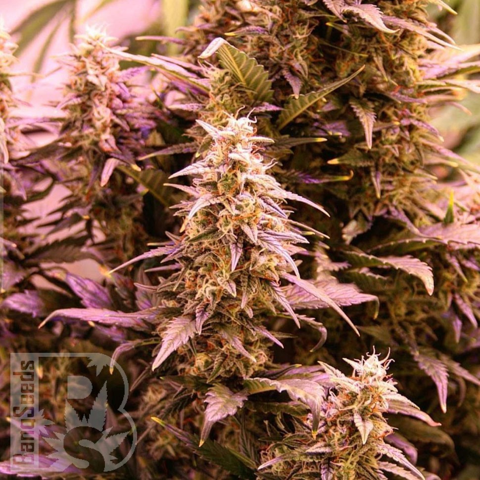 Семена каннабиса  New York Diesel CBD feminised Ganja Seeds