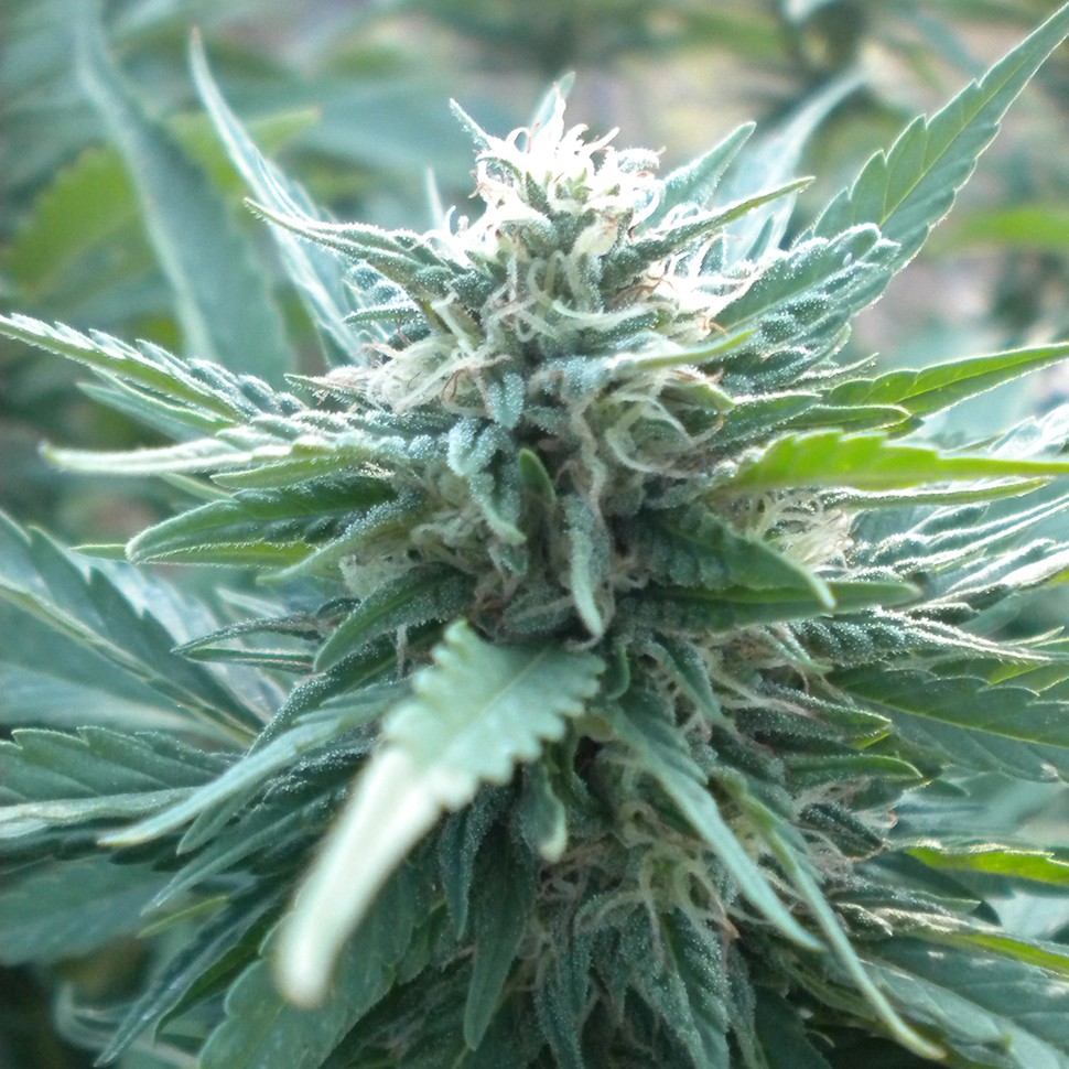 Семена  AK 48 feminised Ganja Seeds