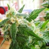 Семена  AK 48 feminised Ganja Seeds