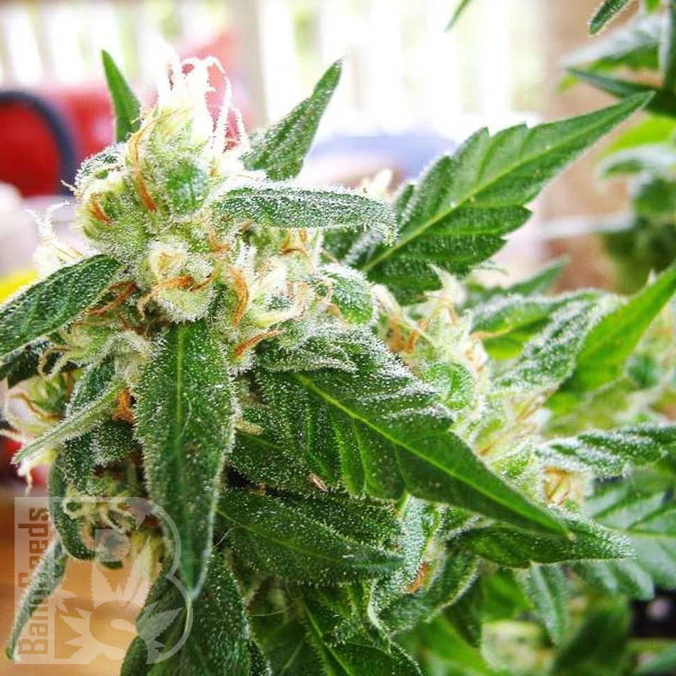 Семена  AK 48 feminised Ganja Seeds