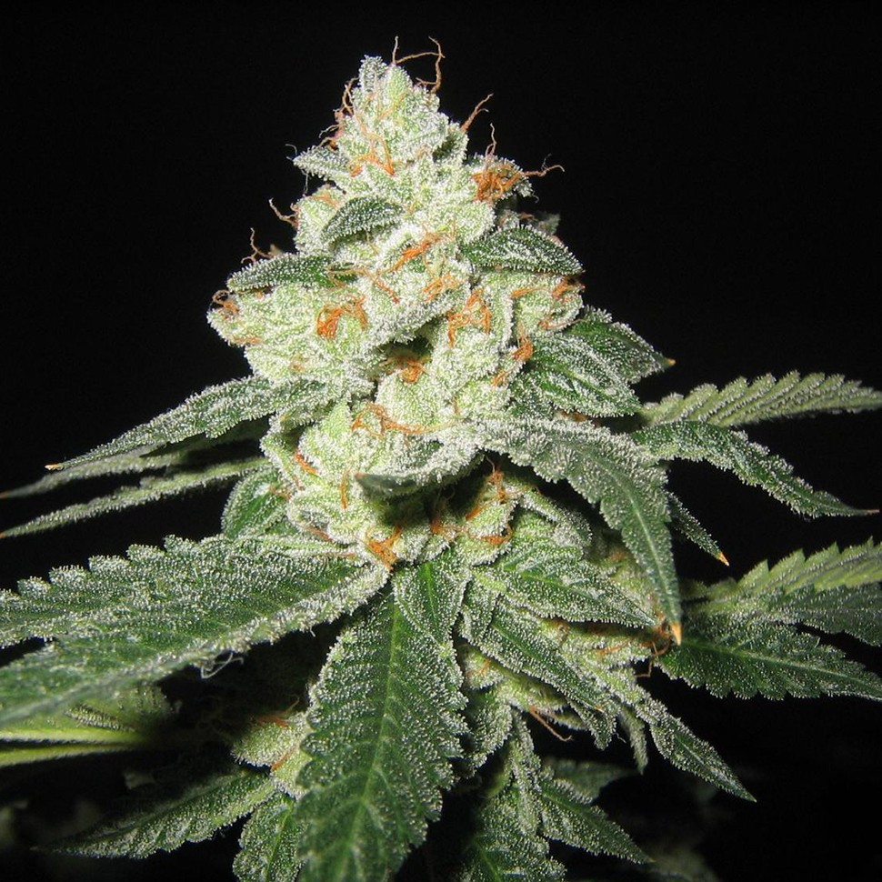 Семена каннабиса  Auto Great White Shark regular Ganja Seeds