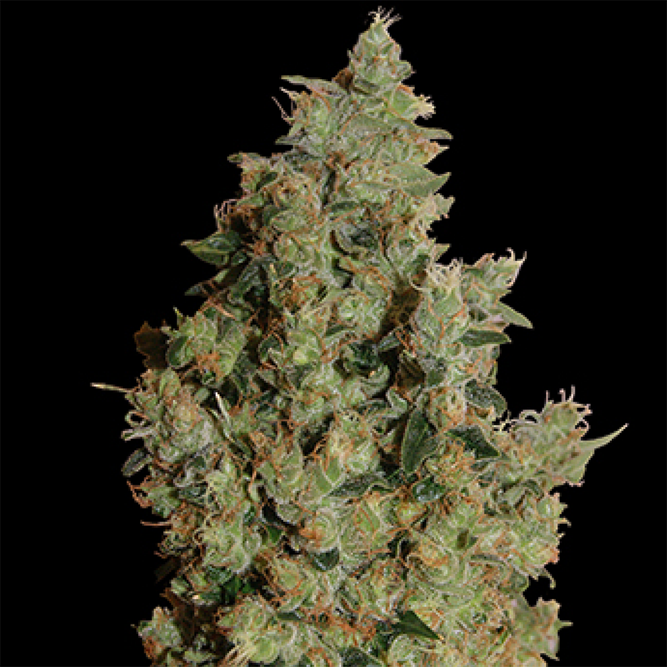 Семена  Tangerine feminised Ganja Seeds