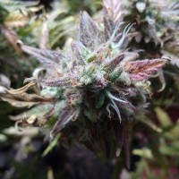 Auto Blueberry Bliss feminised Ganja Seeds