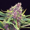 Purple OG feminised Ganja Seeds