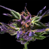 Семена каннабиса  Purple OG feminised Ganja Seeds