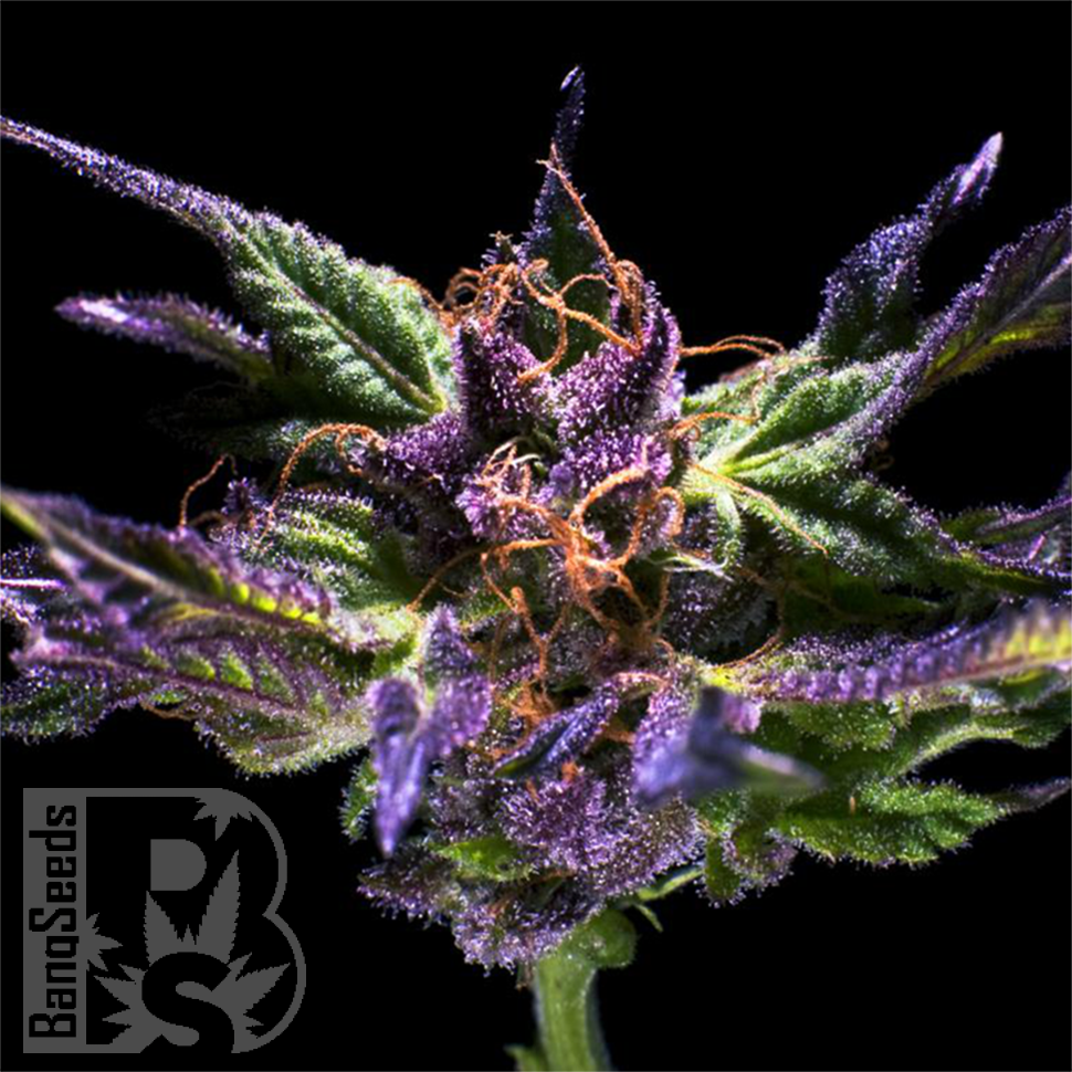 Семена каннабиса  Purple OG feminised Ganja Seeds