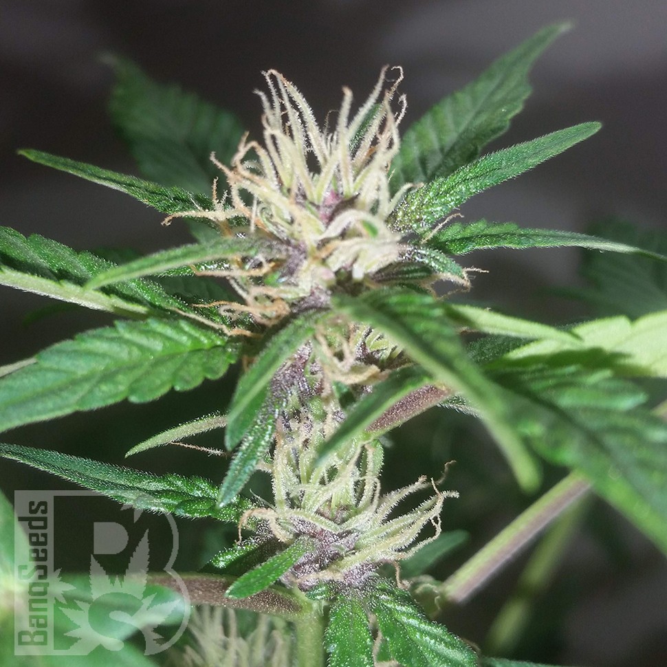 Семена каннабиса  Purple OG feminised Ganja Seeds
