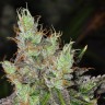 Семена каннабиса  Purple OG feminised Ganja Seeds