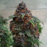 Семена каннабиса  Purple OG feminised Ganja Seeds