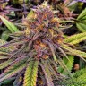 Семена каннабиса  Purple OG feminised Ganja Seeds