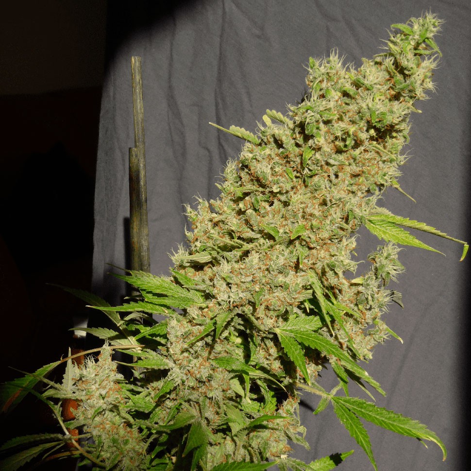 купить качественные семена конопли Chronic feminised