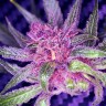 Auto Blueberry Haze feminised Ganja Seeds