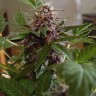 Семена каннабиса  Purple Sunset feminised Ganja Seeds