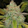 Семена каннабиса  Purple Sunset feminised Ganja Seeds