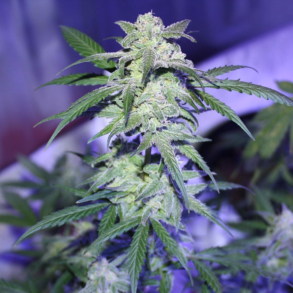 Семена  Auto AK 47 feminised Ganja Seeds