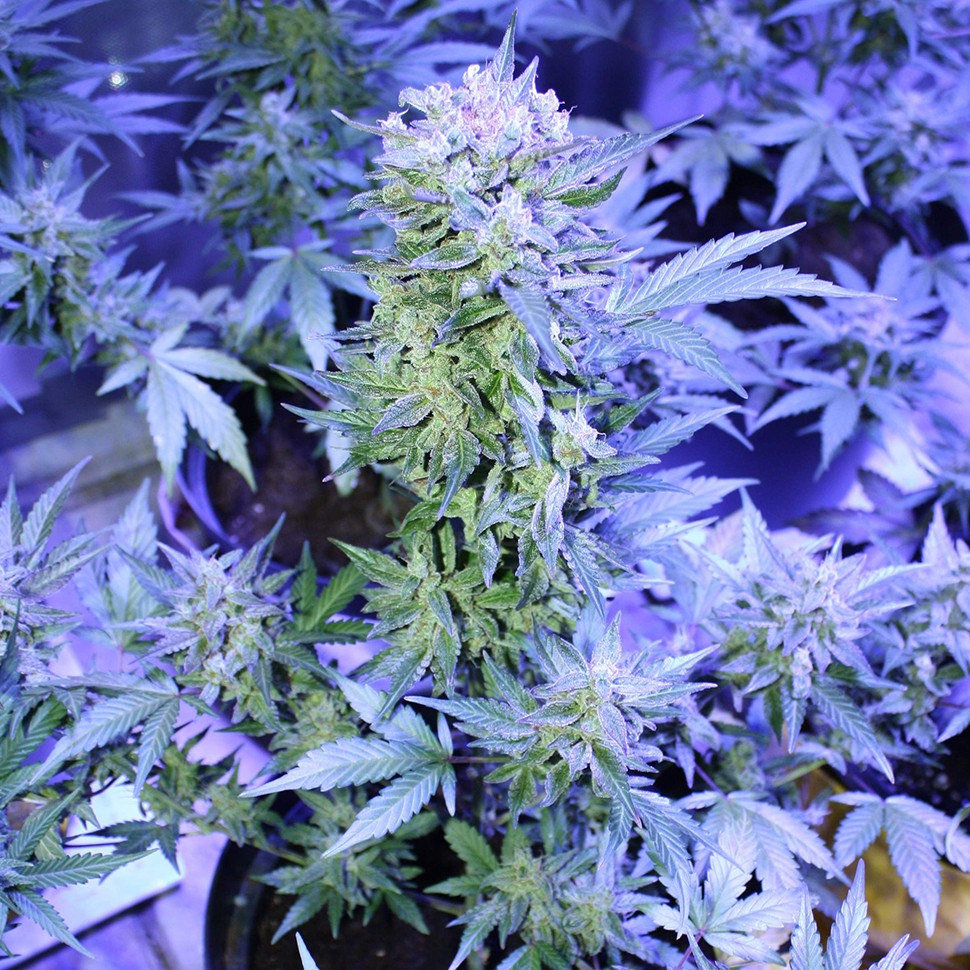 купить семена конопли элитных сортов Auto AK 47 feminised
