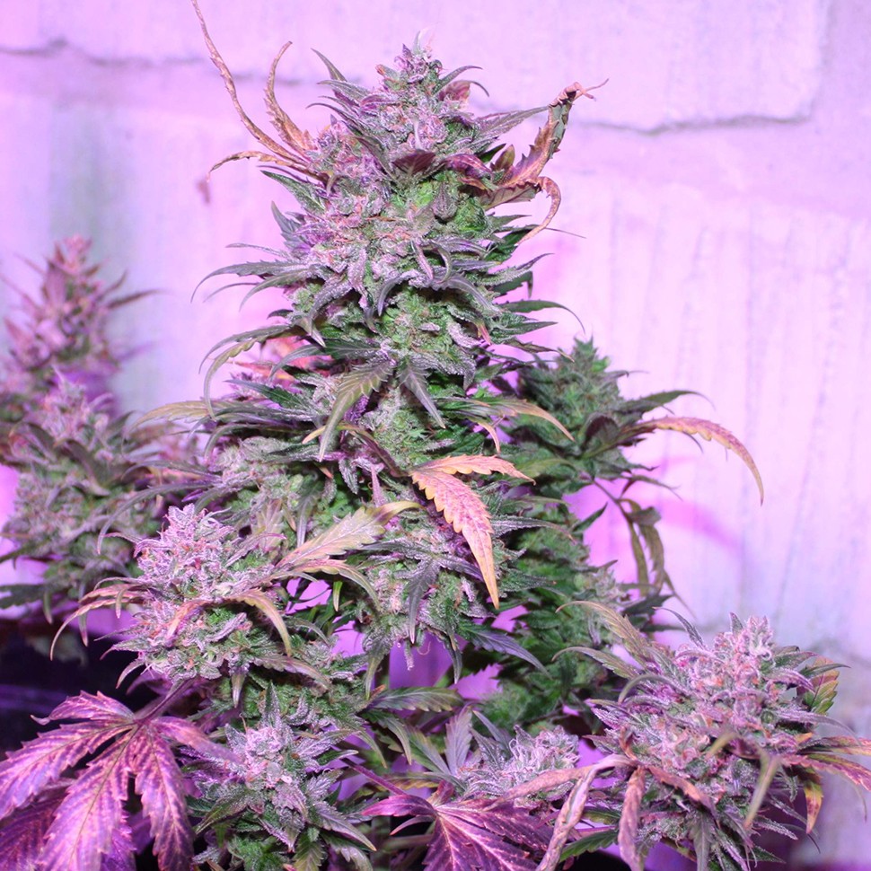 купить семена конопли Киев Auto AK 47 feminised