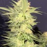 Семена ганжа  Amnesia Lemon regular Ganja Seeds