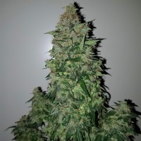 Auto Big Angel feminised Victory Seeds