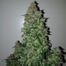 семена конопли Алма-Ата Auto Big Angel feminised Victory Seeds семена конопли Алма-Ата Auto Big Angel feminised Victory Seeds