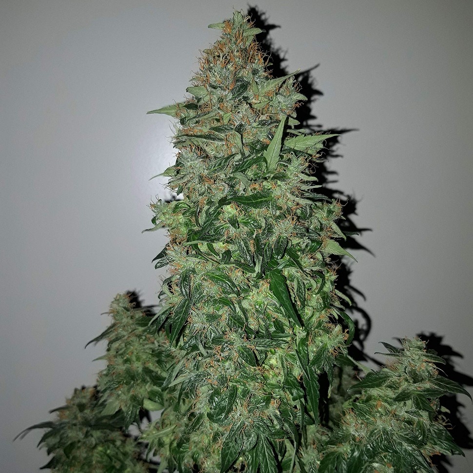 Семена каннабиса Auto Big Angel feminised Victory Seeds