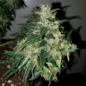 семена конопли курьером Auto Big Angel feminised Victory Seeds семена конопли курьером Auto Big Angel feminised Victory Seeds