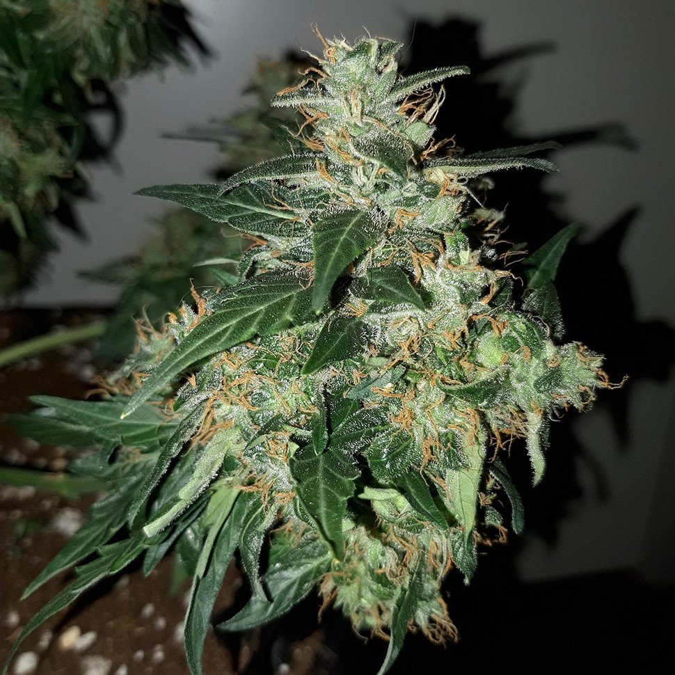 семена конопли курьером Auto Big Angel feminised Victory Seeds семена конопли курьером Auto Big Angel feminised Victory Seeds
