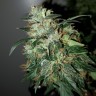 где заказать семена конопли Auto Big Angel feminised Victory Seeds где заказать семена конопли Auto Big Angel feminised Victory Seeds