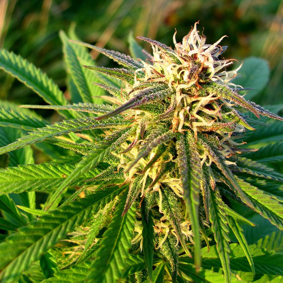 купить семена конопли в интернете Auto Blueberry x Blue Mystic feminised