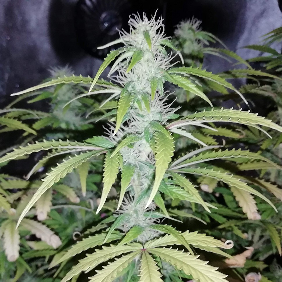 купить семена конопли шишкин Auto Blueberry x Blue Mystic feminised