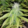 купить семена конопли недорого Auto Blueberry x Blue Mystic feminised