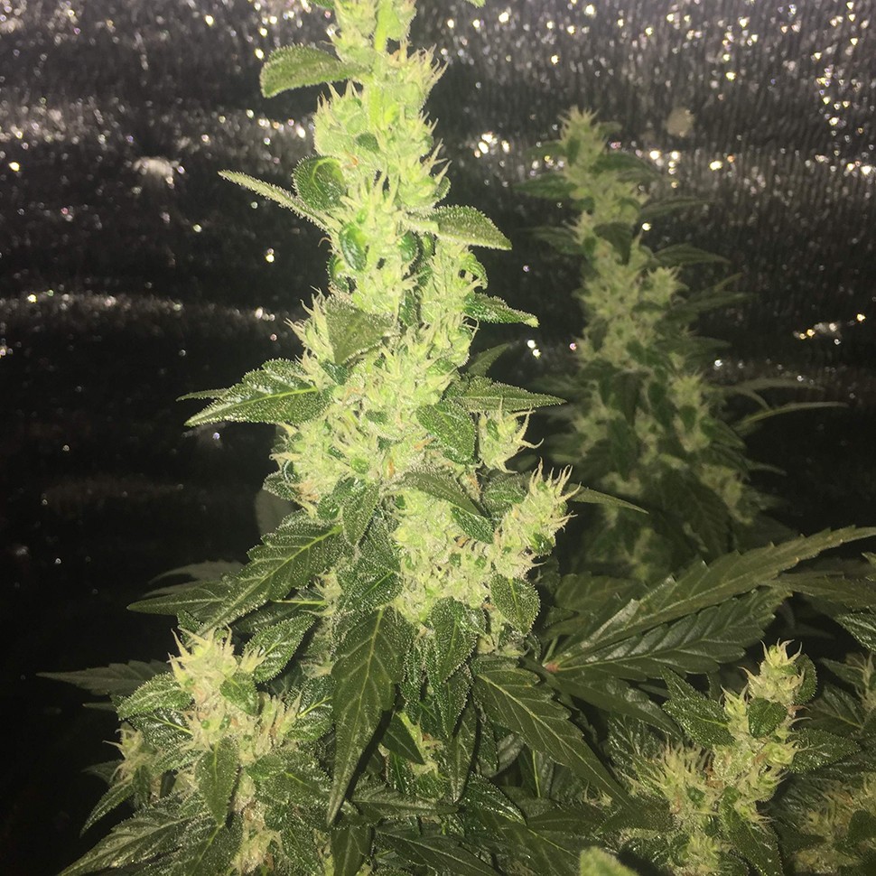 купить семена конопли с доставкой Auto Blueberry x Blue Mystic feminised
