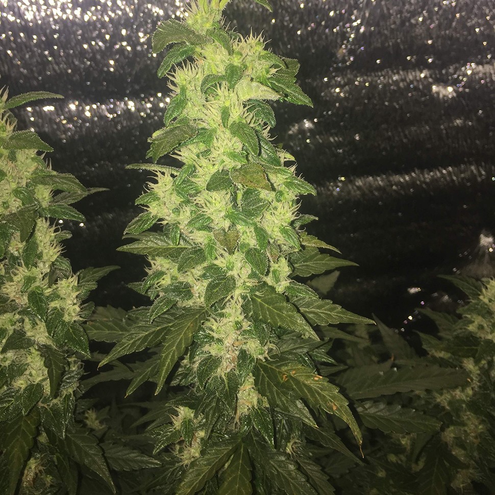 купить семена сортовой конопли Auto Blueberry x Blue Mystic feminised