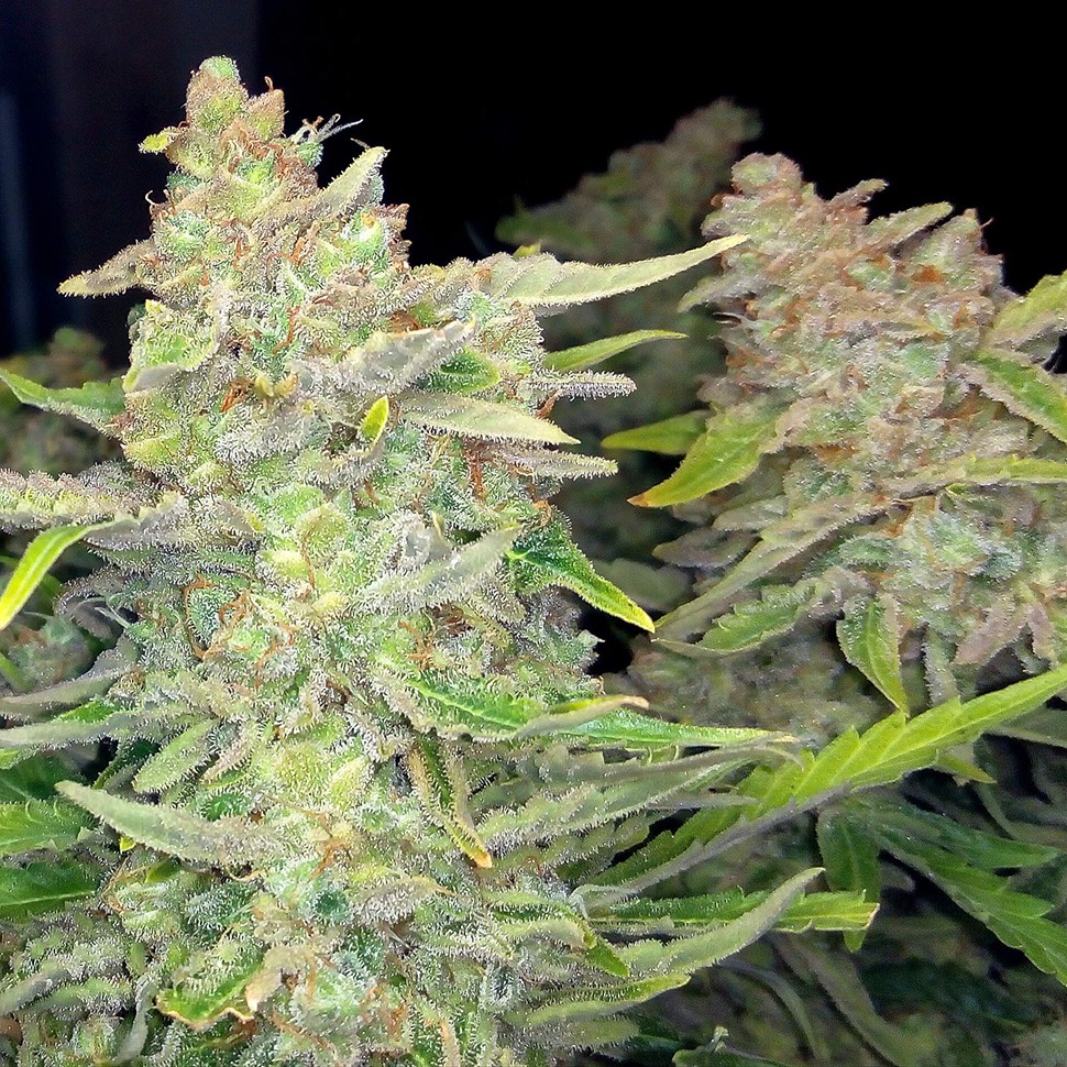 Семена каннабиса  Auto Blueberry x Blue Mystic feminised Ganja Seeds