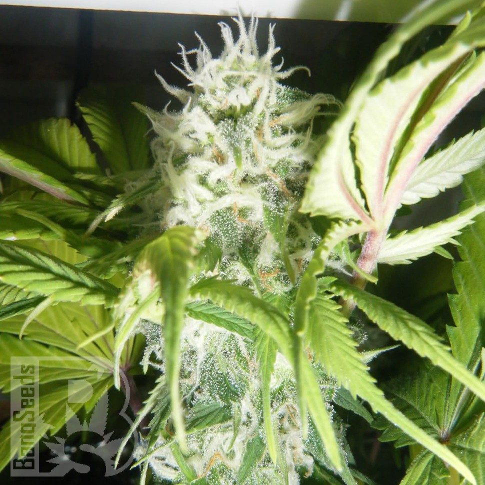 Семена конопли  Puta Madre Kush feminised Ganja Seeds