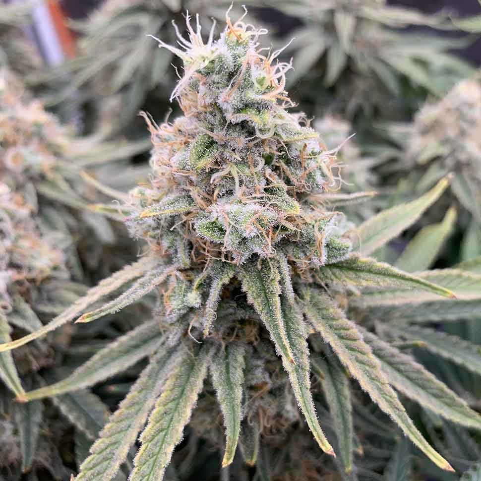 Семена  Auto Sweet Special regular Ganja Seeds