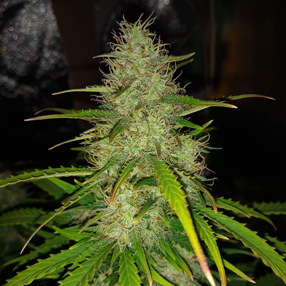 семена конопли для курения Auto Biggest Bud feminised Victory Seeds