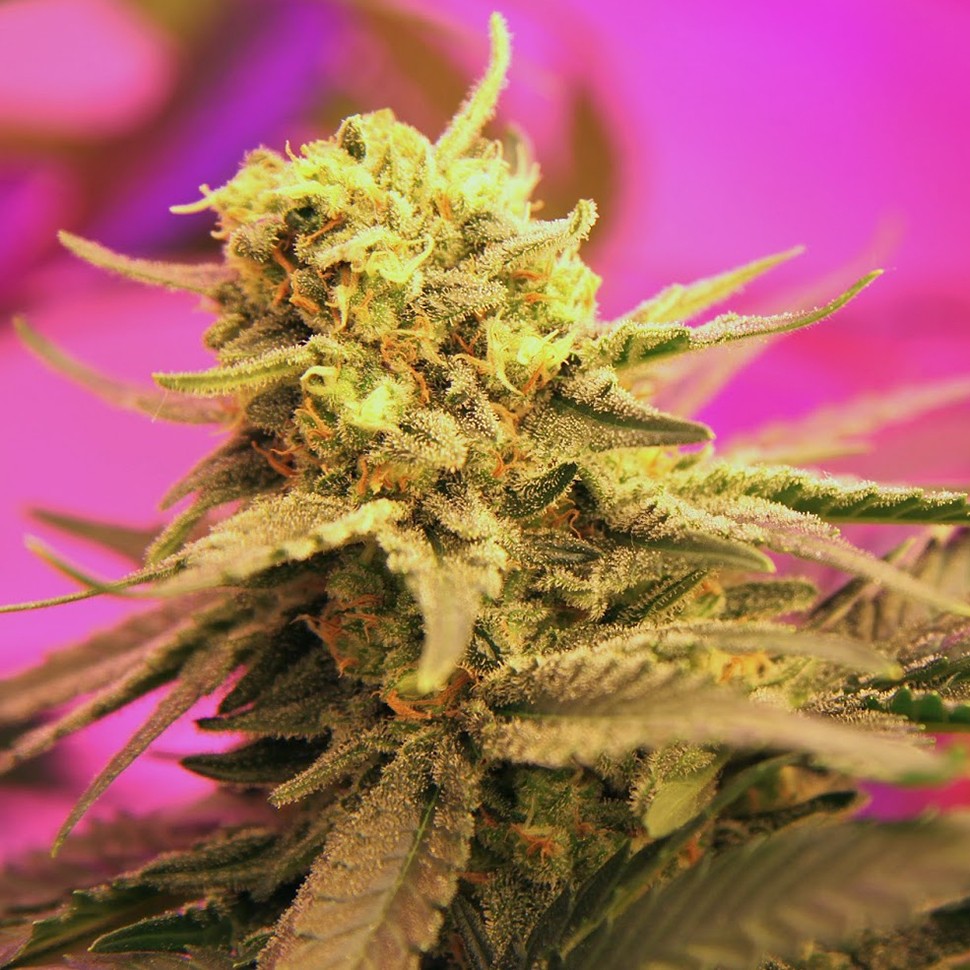 Семена конопли  Auto California Orange feminised Ganja Seeds