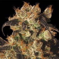 Auto White Berry feminised Ganja Seeds
