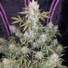 Семена каннабиса Auto White Berry feminised Ganja Seeds Семена каннабиса Auto White Berry feminised Ganja Seeds