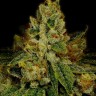 Семена каннабиса Auto White Berry feminised Ganja Seeds Семена каннабиса Auto White Berry feminised Ganja Seeds