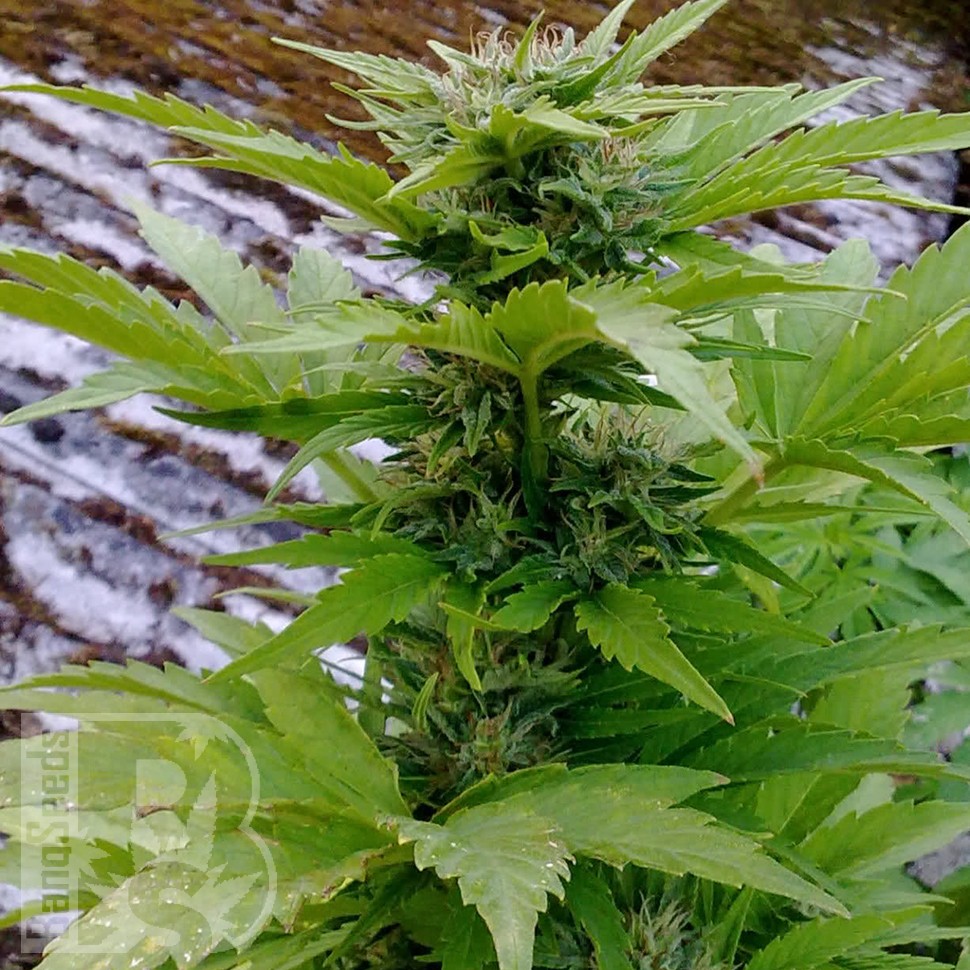 Семена каннабиса  Russian Rocket Fuel feminised Ganja Seeds