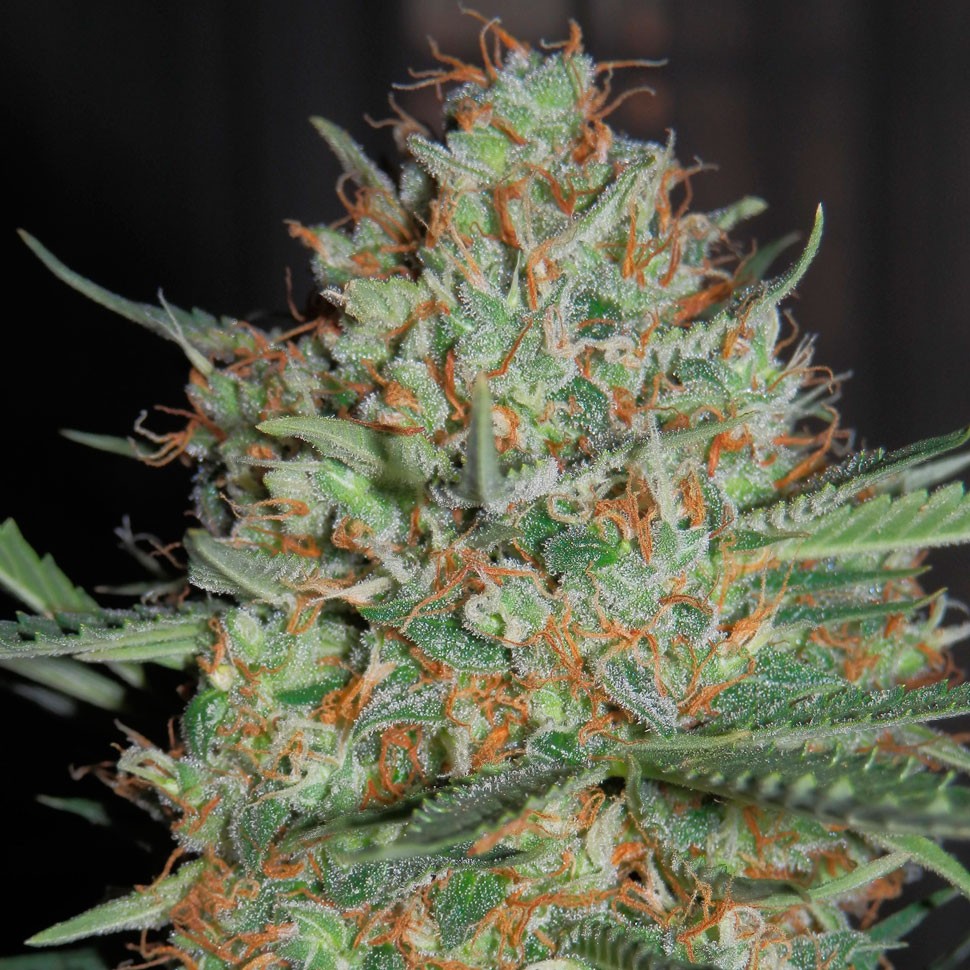 Семена конопли  Auto White Widow feminised Ganja Seeds