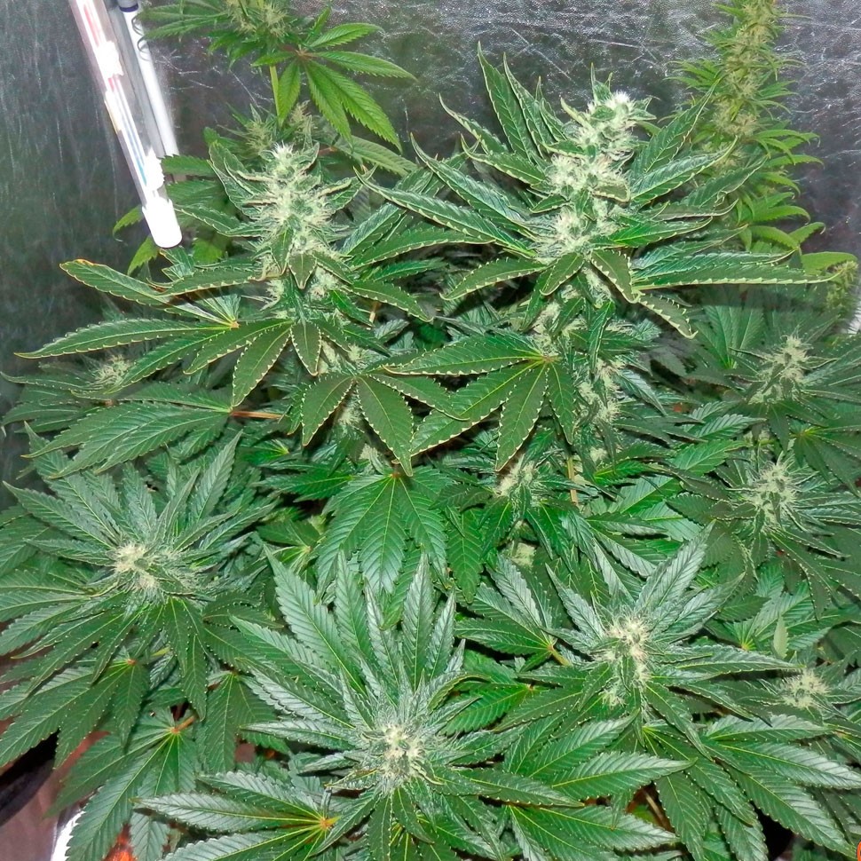 купить семена конопли феминизированные Auto White Widow feminised