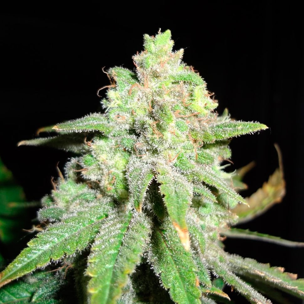 купить семена конопли в фирменной упаковке Auto White Widow feminised