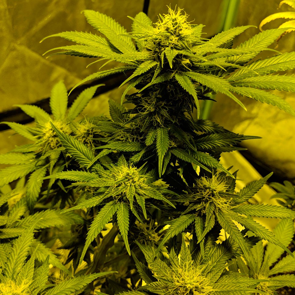 купить семена конопли киев Auto White Widow feminised