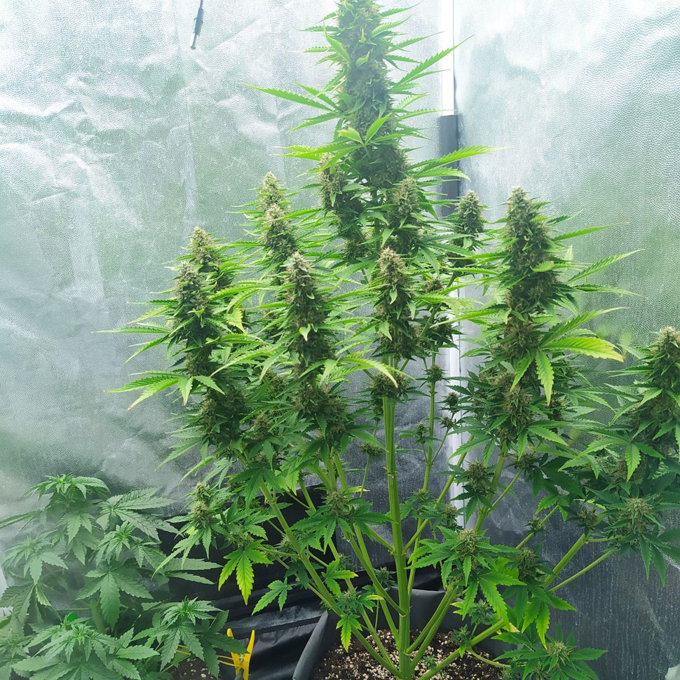 Сорт Auto White Widow feminised Ganja Seeds