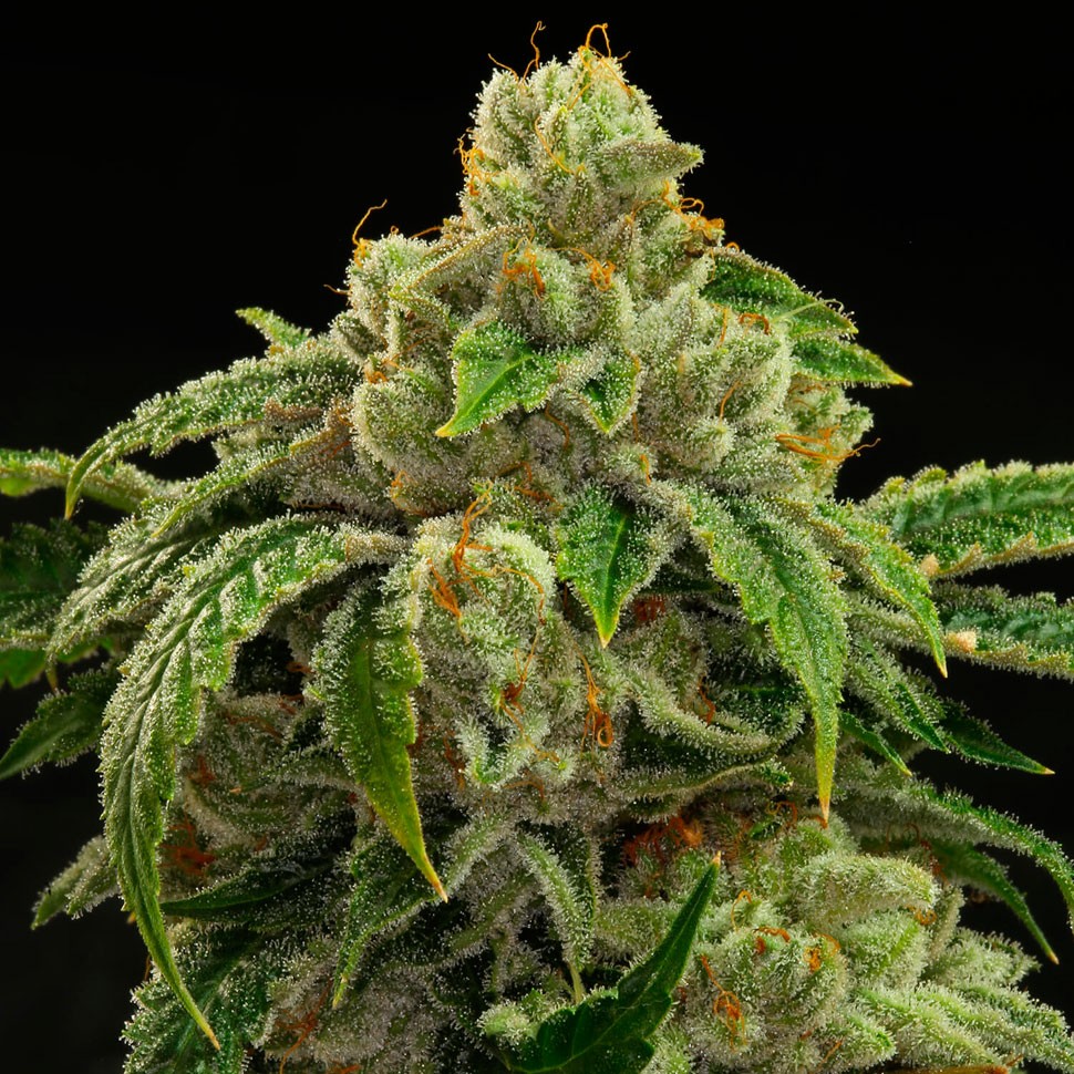 Семена марихуаны  Sensi Star feminised Ganja Seeds
