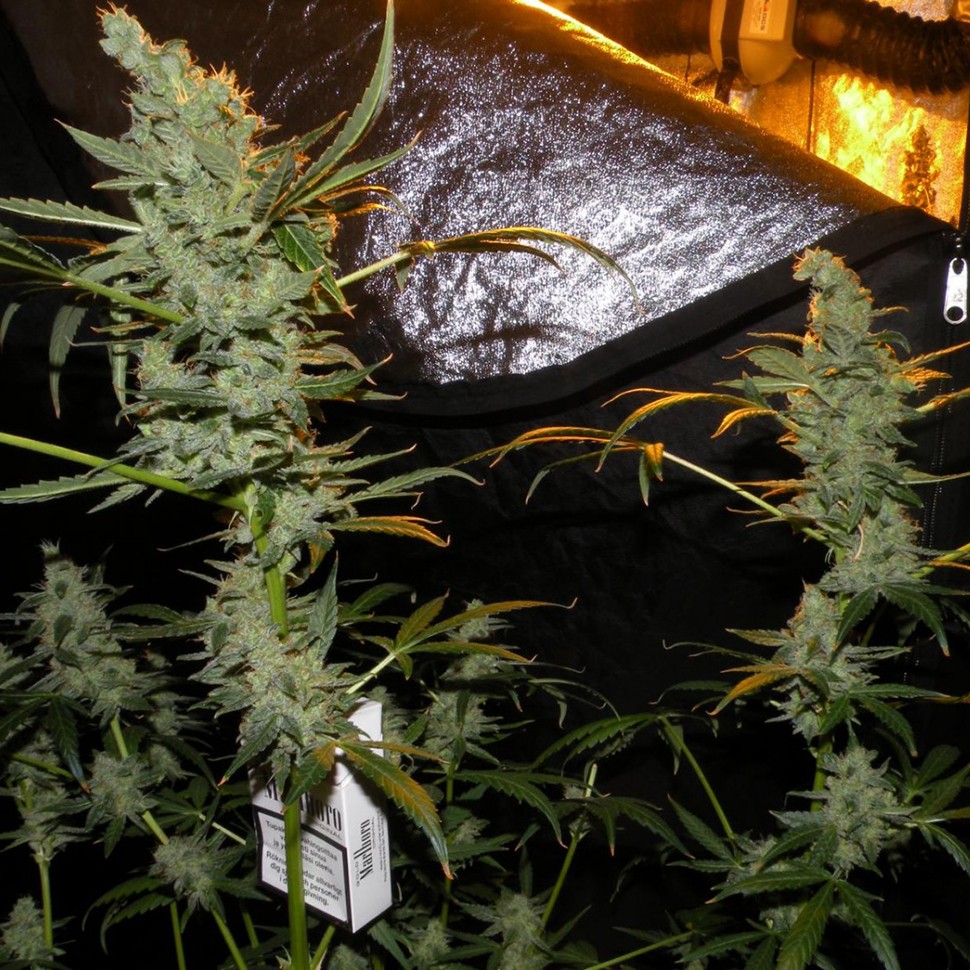 заказать семена конопли курьером AK 47 feminised